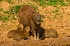 Capybara (Hydrochaeris hydrochaeris) , mother with young nursing