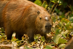 Capybara (Hydrochaeris hydrochaeris) male.  Males exhibit the leather like patch on the top of the snout.