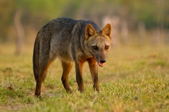 Crab-eating Fox (Cerdocyon thous)