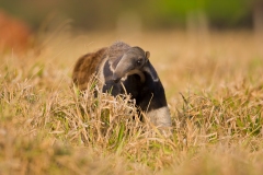 Giant Anteater (Myrmecophaga tridactyla)