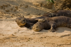 Two giant Otters (Pteronura brasiliensis) resting on the river bank.