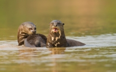 Giant Otter (Pteronura brasiliensis)