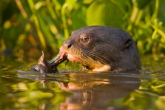 Giant Otter (Pteronura brasiliensis) eating fish