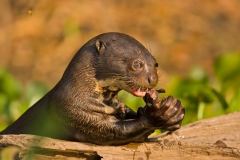 Giant Otter (Pteronura brasiliensis) eating fish