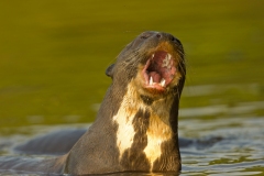 Giant Otter (Pteronura brasiliensis)