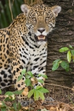 Jaguar (Panthera Onca)