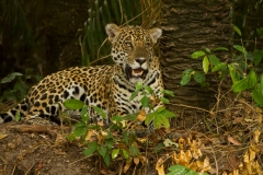 Jaguar (Panthera Onca)