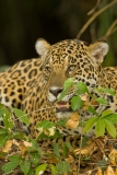 Jaguar (Panthera Onca)