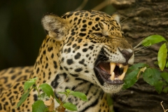 Jaguar (Panthera Onca)