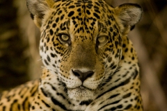 Jaguar (Panthera Onca)