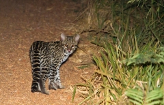 Ocelot (Leopardus paradalis), juvenile