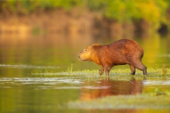 Capybara (Hydrochoerus hydrochaeris)