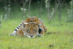 Jaguar (Panthera onca), large collared male resting by riverbank