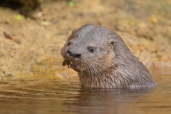 Neotropical River Otter (Lontra longicaudis)