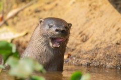 Neotropical River Otter (Lontra longicaudis)