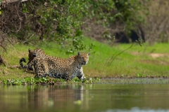 Jaguar (Panthera onca) crossing a river