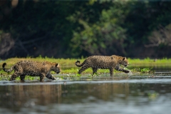 Jaguar (Panthera onca).  Pair of jaguars crossing a river