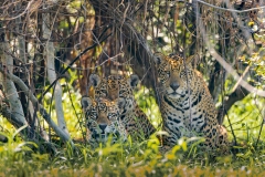 Jaguar (Panthera onca) family resting in bushes looking at camera