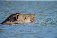 South American tapir (Tapirus terrestris), other names:  Brazilian tapir, ,maned tapir, lowland tapir swimming the Rio Negro