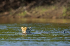 Jaguar (Panthera onca) swimming the Rio Negro