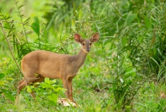 Gray Brocket (Mazama gouazoupira)