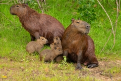 Capybara (Hydrochoerus hydrochaeris) mother with young