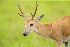 Pampas Deer (Ozotoceros bezoarticus)