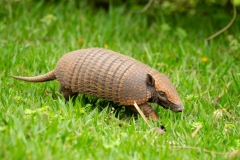 Six-banded Armadillo (Euphractus sexcinctus) also known as yellow armadillo