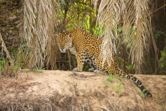 Jaguar (Panthera onca)