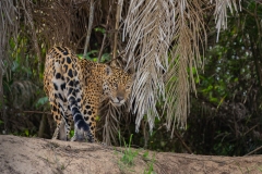 Jaguar (Panthera onca) on riverbank looking backward at camera