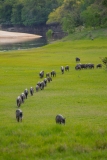 White-Lipped Peccary (Tayassu pecari) walking single file along a pasture trail