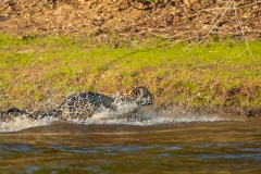 Jaguar (Panthera onca)