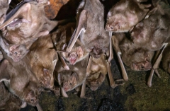 Common Vampire Bat (Desmodus rotundus) colony