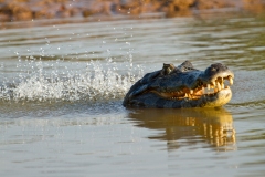 Spectacled Caiman (Caiman crocodilus), also known as white caiman or common caiman.
Performing the 'bubble dance' a mating ritual in which the male caiman vibrates its torso causing water to 'dance' on its back..