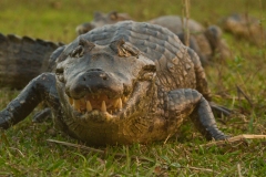 Spectacled Caiman (Caiman crocodilus), also known as white caiman or common caiman