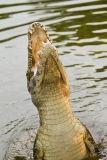 Spectacled Caiman (Caiman crocodilus), also known as white caiman or common caiman.
Leaping out of the water.