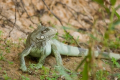 Green Iguana (Iguana iguana)