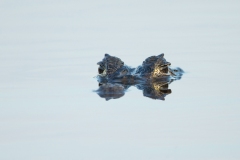 Spectacled Caiman (Caiman crocodilus), other names: white caiman or common caiman. Eyes only appearing  above surface of water with reflection