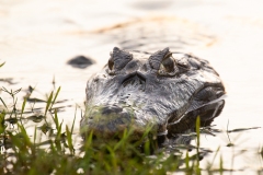 Spectacled Caiman (Caiman crocodilus), other names: white caiman or common caiman.