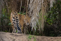 Jaguar (Panthera onca) on riverbank looking backward at camera