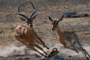 Botswana 2024