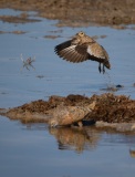 Sand Grouse