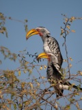 Southern Yellow-Billed Hornbill (Tockus leucomelas)