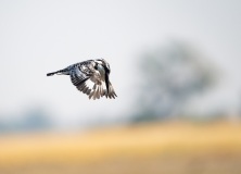 Pied Kingfisher (Ceyrle rudis)