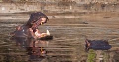 Hippopotamus (Hippopotamus amphibius)