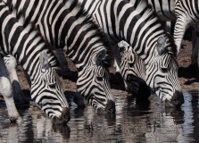 Burchell\'s Zebra (Equus burchellii) also known as common zebra