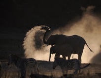 African Elephant (Loxodonta africana)