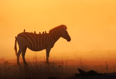 Burchell\'s Zebra (Equus burchellii) also known as common zebra