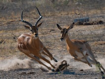 Impala (Aepyceros melampus)