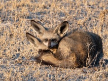 Bat-Eared Fox (Otocyon megalotis)